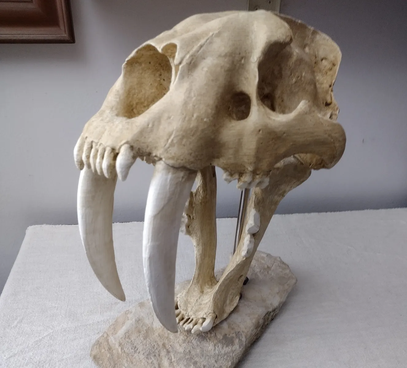 Säbelzahntiger Schädel lebensgross | Smilodon Replikat