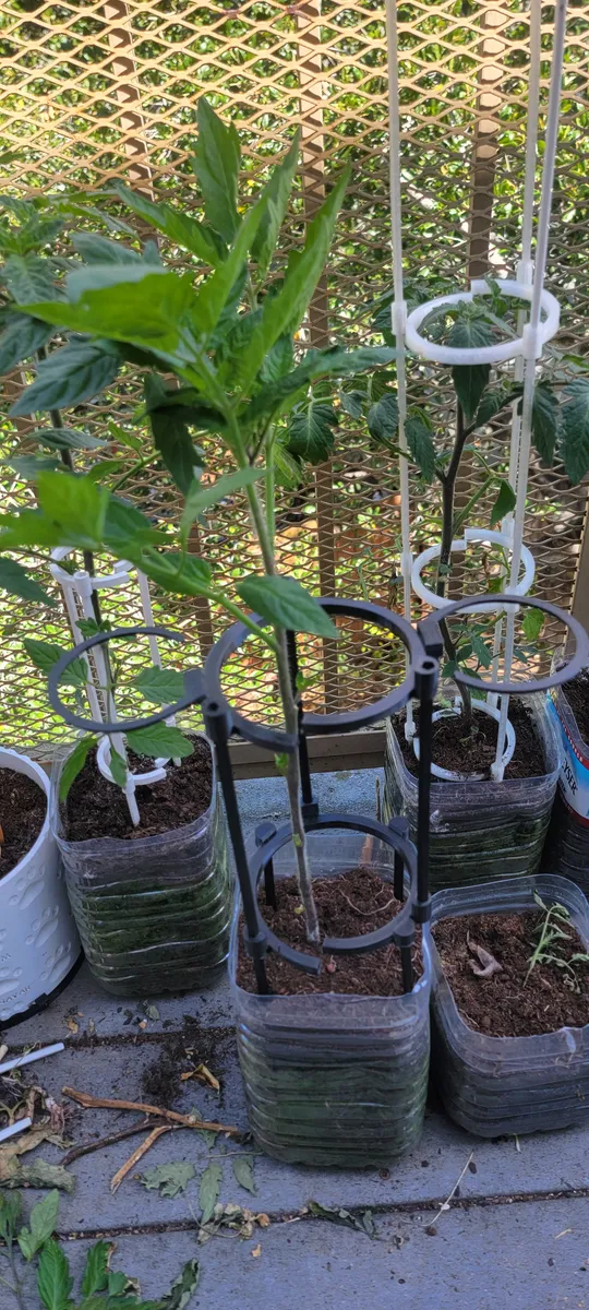 Modulare Rankhilfe für Tomaten | Stabiles Pflanzengestell