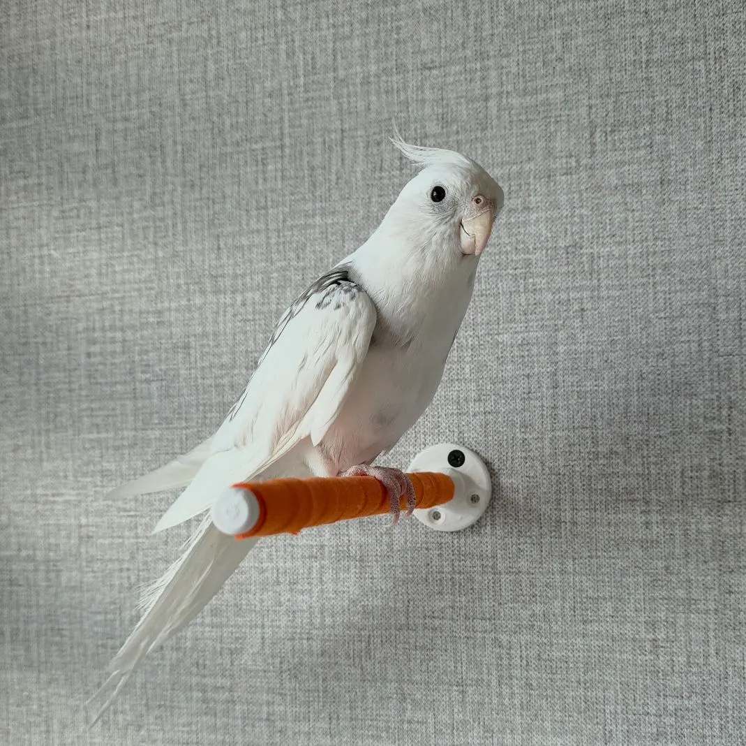 Wand-Vogelstange für Wellensittiche & Kleinpapageien