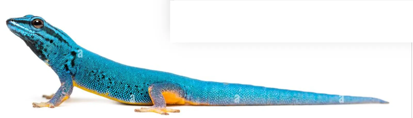 Flexi Electric Blue Day Gecko – Bewegliche Gecko Figur