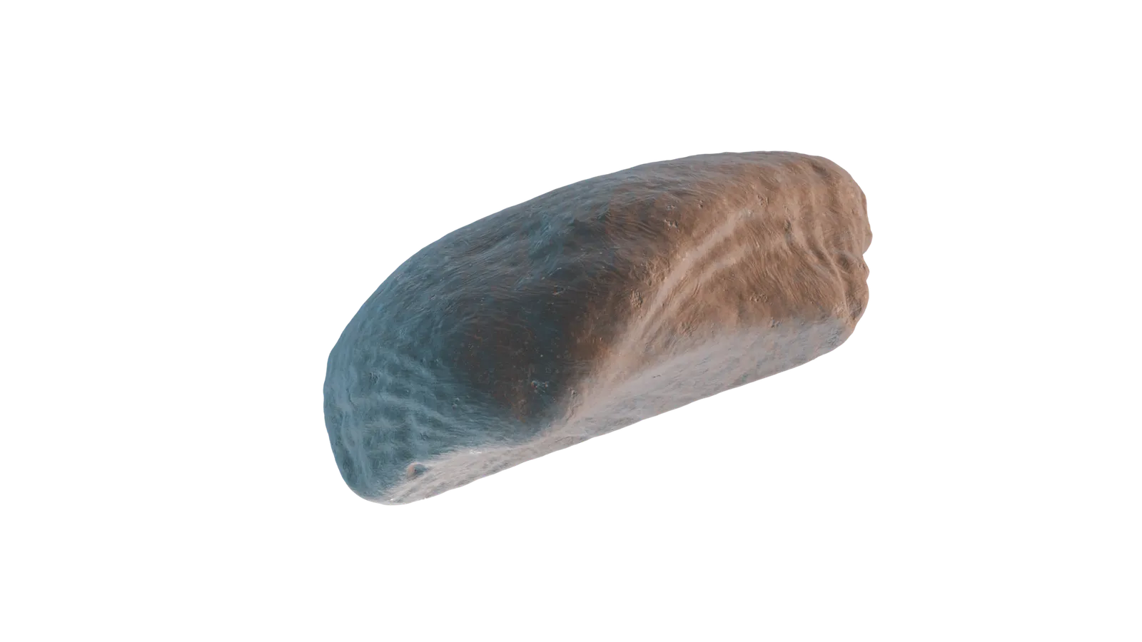Muschel 3D Scan – Naturmodell für Dekoration und CAD