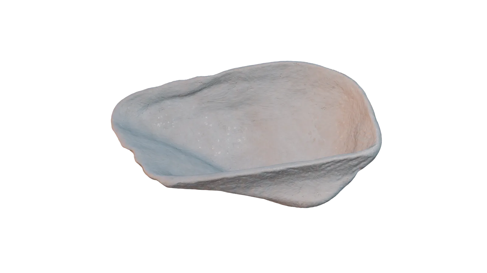 Muschel 3D Scan – Naturmodell für Dekoration und CAD - image3 Muschel 3D Scan – Naturmodell für Dekoration und CAD – Bild 3
