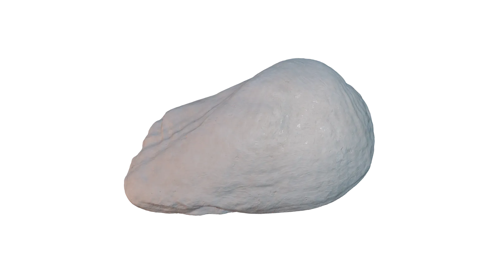 Muschel 3D Scan – Naturmodell für Dekoration und CAD - image4 Muschel 3D Scan – Naturmodell für Dekoration und CAD – Bild 4
