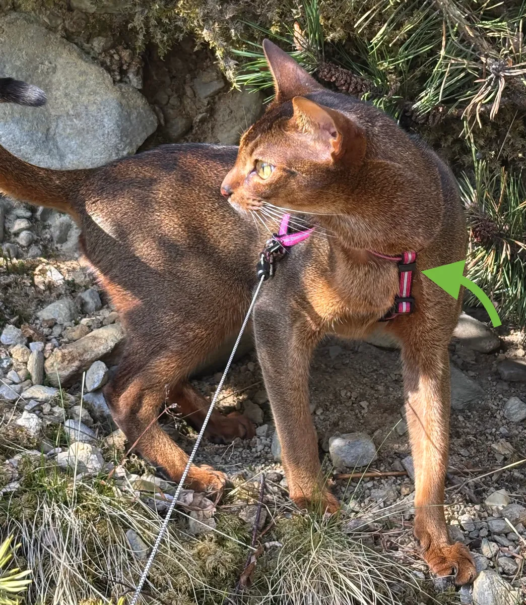 Geschirr Sicherungsring für Katzen und Hunde