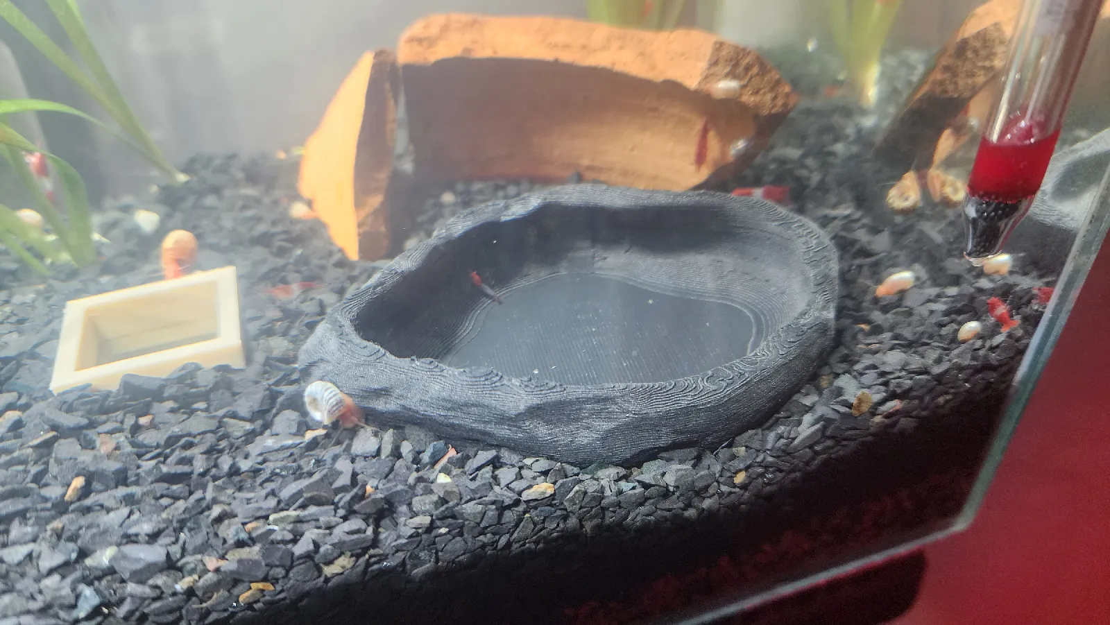 Naturnapf für Garnelen Aquarien