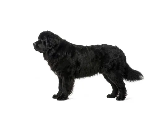Neufundländer Hund Figur