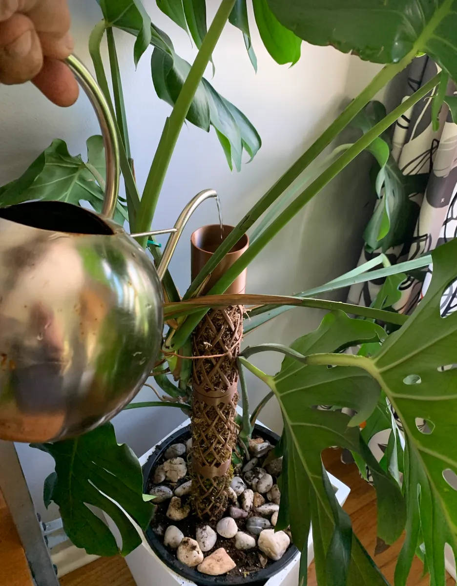 Modularer Monstera Moosstab 'MossyHydrator' – Das Premium-Bewässerungssystem für deine Kletterpflanzen!